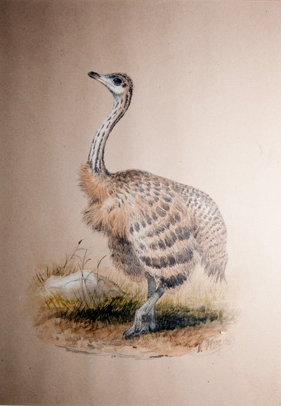 Ostrich, c.1850 by Joseph Wolf